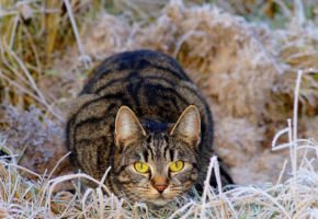 Cat creeping and hunting